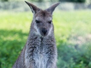 Le Vallon des Kangourous Sr Clar